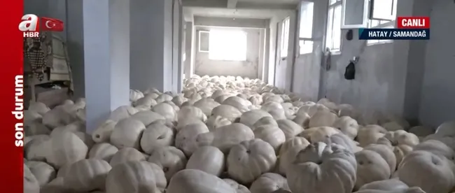asrin-felaketi-tarimi-da-vurdu-depremzede-100-ton-kabagi-satmak-istiyor-1677316095018.jpg Asrın felaketi tarımı da vurdu! Depremzede 100 ton kabağı satmak istiyor - 4