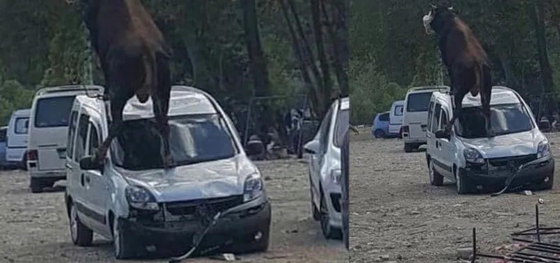 Samsun'dan akılalmaz görüntüler! Kaçan boğa sahibini yol ortasında yere serdi