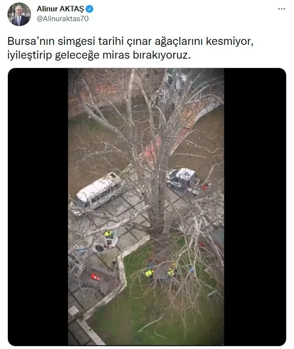 İBB ağaçları katlediyor! Bursa Büyükşehir Belediyesi 433 yıllık çınarların bakımını sürdürüyor - 3