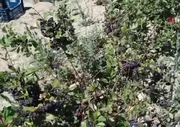 Aronya hasadı başladı
