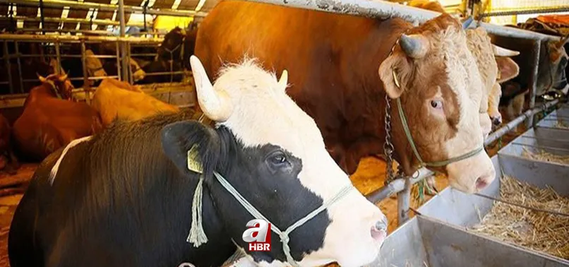 Kurbanlık fiyatları belli oldu mu, ne kadar? A101, BİM, CarrrefourSa, Migros kurbanlık fiyatları kaç TL? Koyun, dana, koç fiyatları...