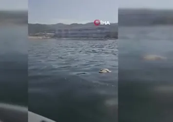 Ölümü bekleyen martıyı böyle kurtardılar