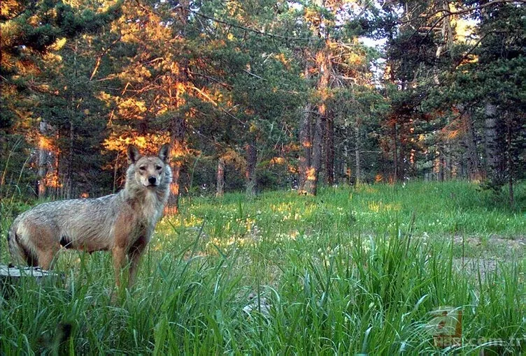 Kedigillerin en zor bulunan türü | İstanbul'da lüks bir malikanede ele geçirildi! Nesli neredeyse hiç kalmadı 20