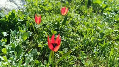 Senede bir kere açıp 10 gün yaşıyor! Koparmanın cezası 557 bin lira