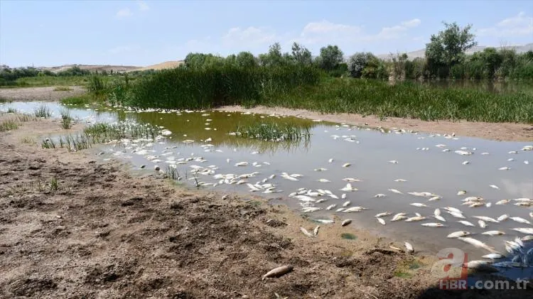 Kızılırmak'tan korkutan görüntü! Balık ölümlerinin sebebi belli oldu 6