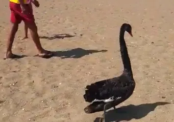 Türkiye'de ikinci kez görüldü! Antalya'da siyah kuğu sürprizi