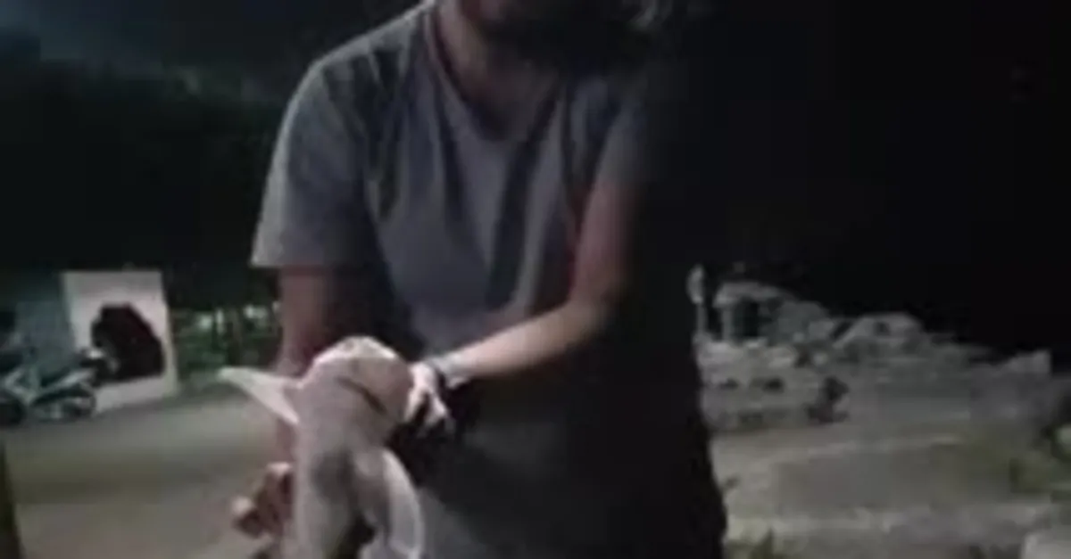İstanbul Maltepe'de oltayla köpek balığı yakaladı! Böyle denize attı