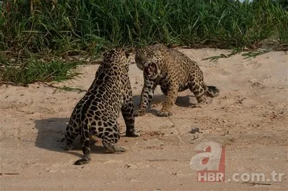 İki jaguarın inanılmaz karşılaşması! Sosyal medyayı sallayan görüntüler!