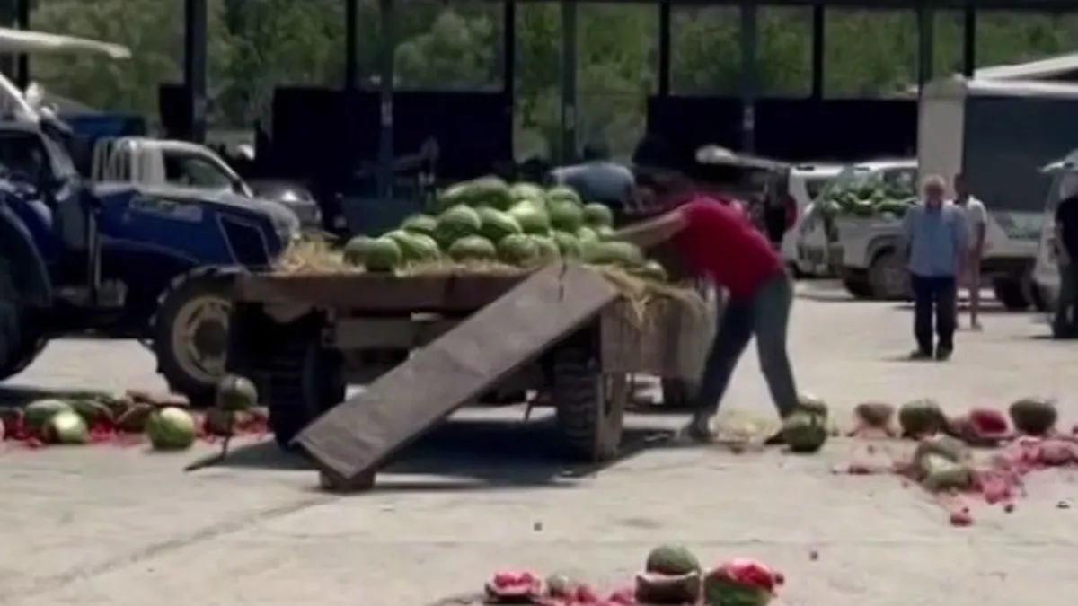 Sakarya'da tepki çeken görüntü: Karpuzları yer atarak parçaladı