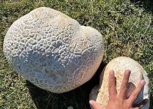 Sivas’ta 1900 rakımlı arazide 15 kiloluk dev mantar bulundu