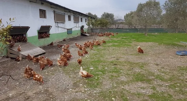 “Gezen tavuk” ve “Organik tavuk” adı altında yüksek fiyatlarla yumurta satışı - 1