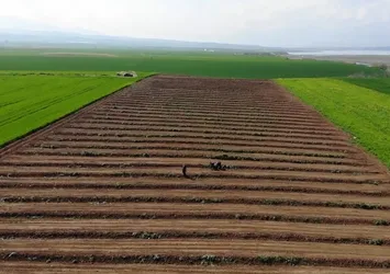 Depremzede çiftçilerin mesaisi başladı! Yeniden üretmek için tarlalarına döndüler