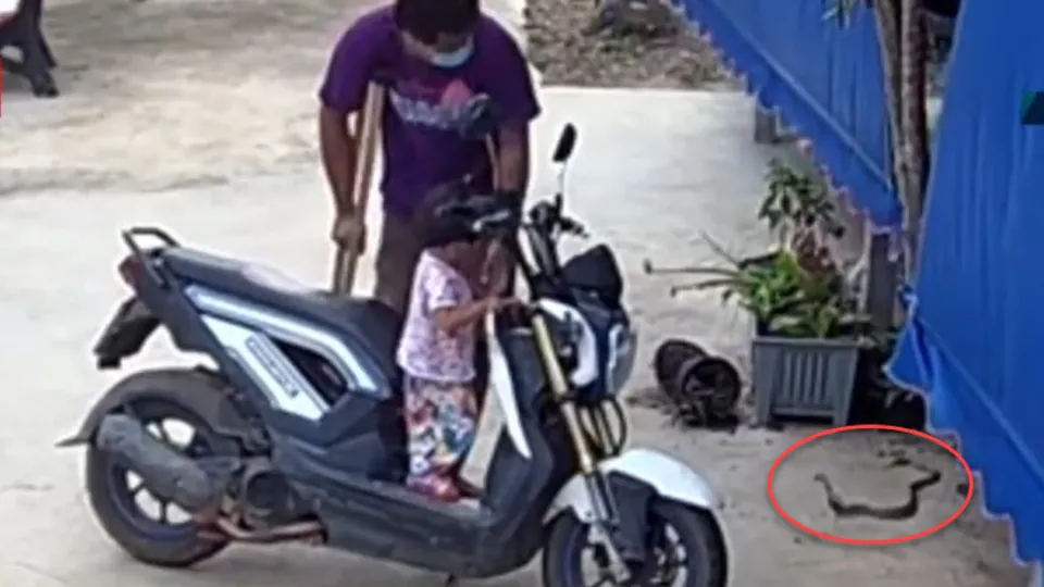 Zehirli kobra yılanı paniği! Baba ve kızı...