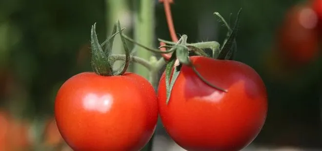 Kasımda en fazla domatesin fiyatı arttı