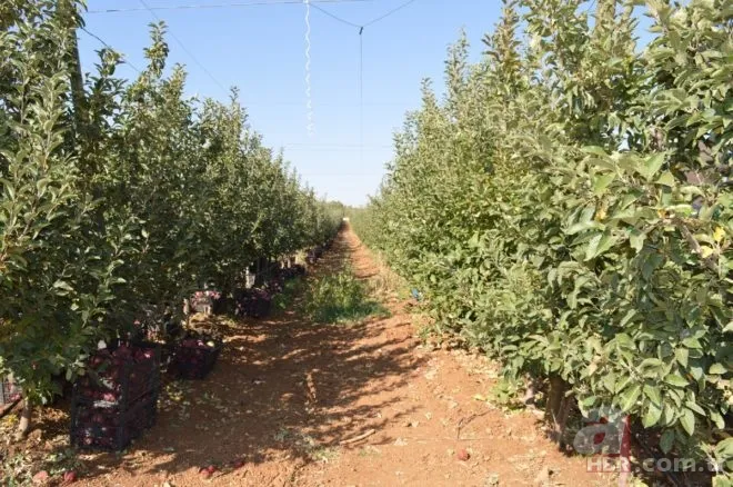 Bahçede görüp etkilendi kariyerini bıraktı! Şimdi hayatı değişti! 10 yılda... 6