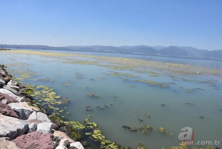 İzmir’de korkutan görüntü! Kıyılar deniz marulu ve yeşile büründü!Uzman isimden CHP’li belediyeye sert eleştiri