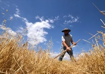 Kars'ta çiftçiler hasada başladı!