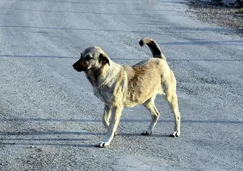 İstanbul Valiliği harekete geçti! 39 ilçeye 'sokak köpeklerini toplayın' talimatı