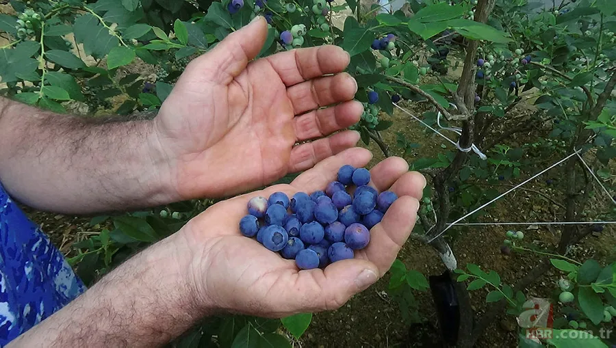1 ay çalışarak 100 bin TL kazandırıyor! Tek ağaçtan 10 kilo çıkıyor! Yılda 1-2 bakım yeterli 7