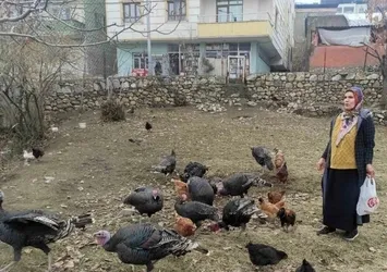 Sokak köpekleri 60 yaşındaki kadının beslediği hindileri telef etti