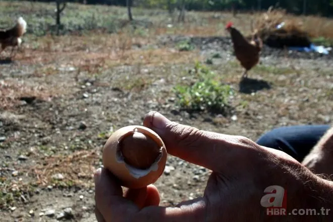 Yumurtanın içinden çıkan şoke etti! Tam yiyordu...