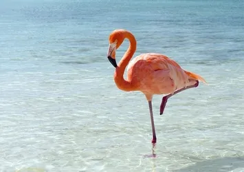 Flamingoların sırrı çözüldü