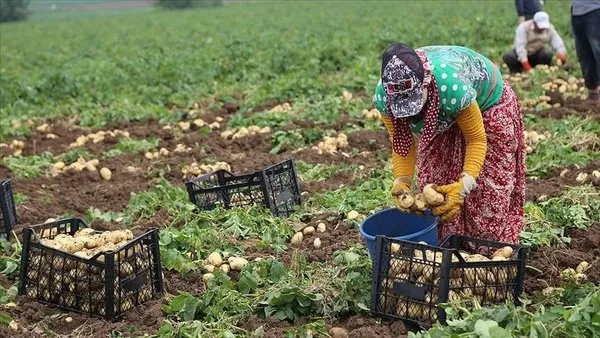 Soğan ve patates nasıl bu rakamlara geldi? Oynanan oyun aynı - 6