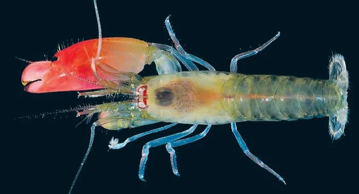 Yeni bir karides türü keşfedildi - 1