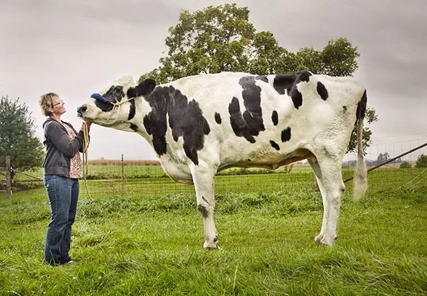 Dünyanın en uzun boylu ineği