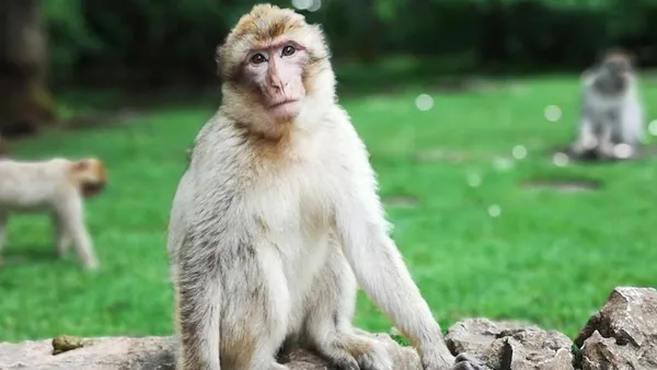 cinden-korkutan-haber-monkey-b-virusunden-ilk-olum-gerceklesti-1626633451430.jpg Çin'den korkutan haber: Monkey B virüsünden ilk ölüm gerçekleşti! - 2