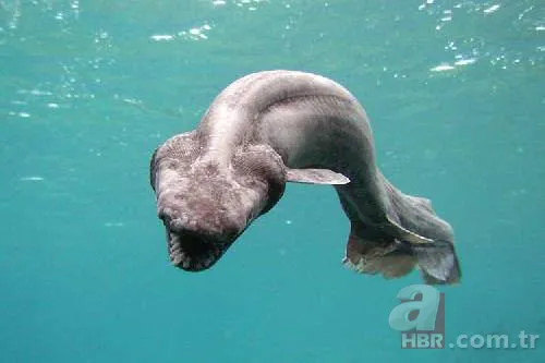 En uzun yaşayan hayvan hangisidir? 18