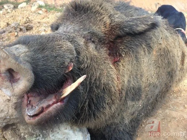 Avcılar gözlerine inanamadı! 350 kiloluk dev domuz