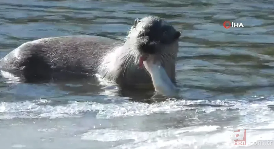 Vahşi doğa belgeseli tadında görüntüler Türkiye'den! Avını böyle yedi 5