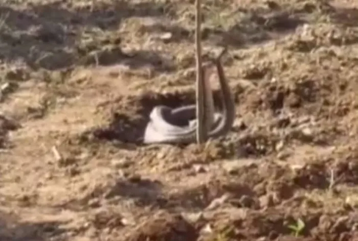 Elazığ'da yılanların dansı böyle görüntülendi (İHA)