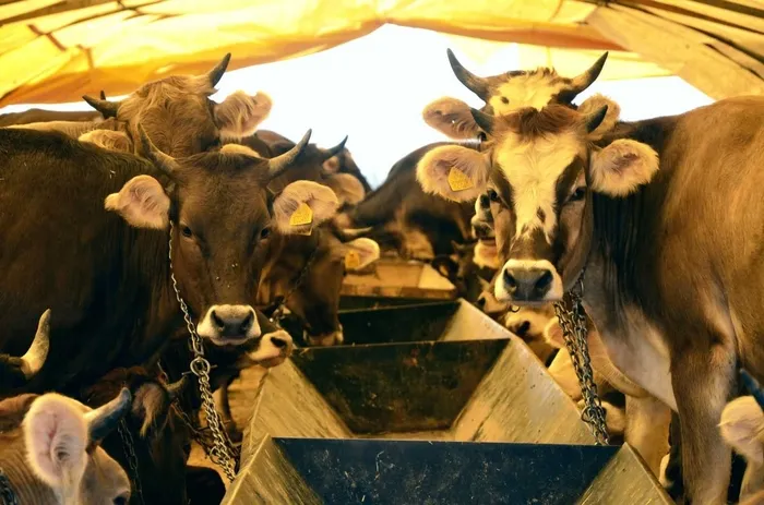 et-ithalatini-onleyecek-proje-tarim-bakanligi-dugmeye-basti-1756442470424.jpeg Et ithalatını önleyecek proje! Tarım ve Orman Bakanlığı düğmeye bastı - 5