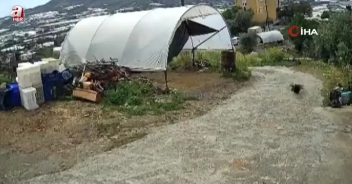 Ziyafete hazırlanan tilkiye ‘köpek’ şoku