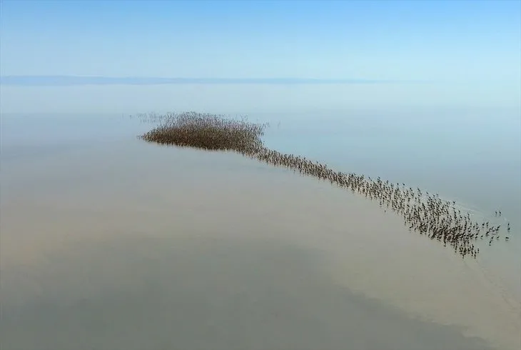Tuz Gölü’nde flamingo kreşi