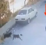 Sokak köpekleri çocuğa saldırdı