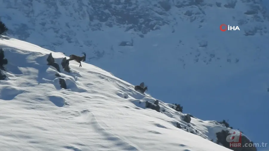 O ilimizde sürü halinde ortaya çıktılar! Karlı dağları aşarak… 2