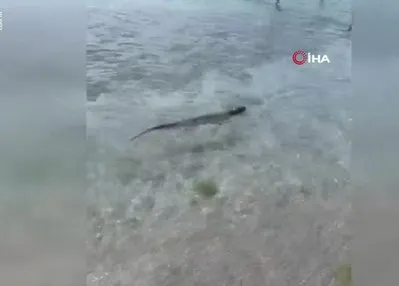 Nesli tükenmekte! Silivri’de görüldü