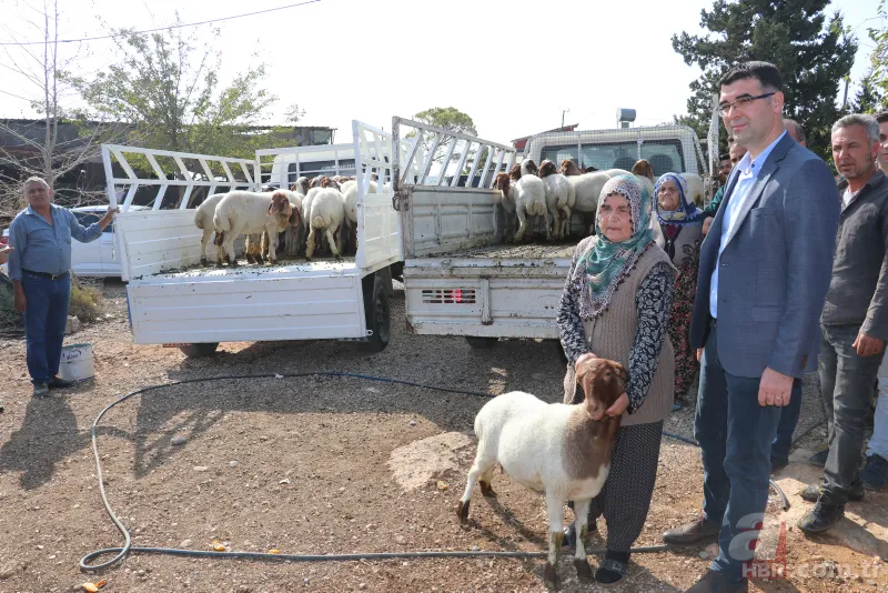 Adana'da koyunları çalınan Ayşe teyzenin gözyaşları dindi 8