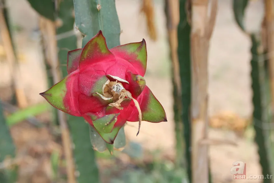 Yetiştirmek için serasına kamera koydu! Fiyatı el yakıyor: Gözümüz gibi bakıyoruz 2