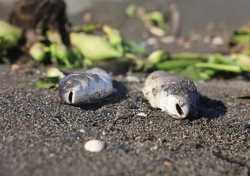 Asi Nehri'nde ölen balıklar Akdeniz'de sahile vurdu! Uzmanlar uyardı: Sakın tüketmeyin