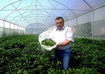Bu biberler ilk kez serada yetiştirildi