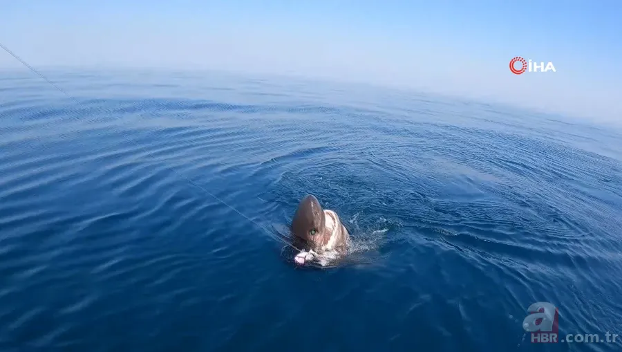 Levrek yakaladığını zannetti! Oltasına takılan balığı görünce gözlerine inanamadı 10