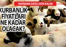 Büyükbaş küçükbaş kurbanlık fiyatları - 2019 Kurbanlık fiyatları ne kadar? Diyanet kurban fiyatları listesi!