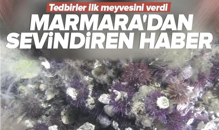 Marmara Denizinden sevindirici haber!
