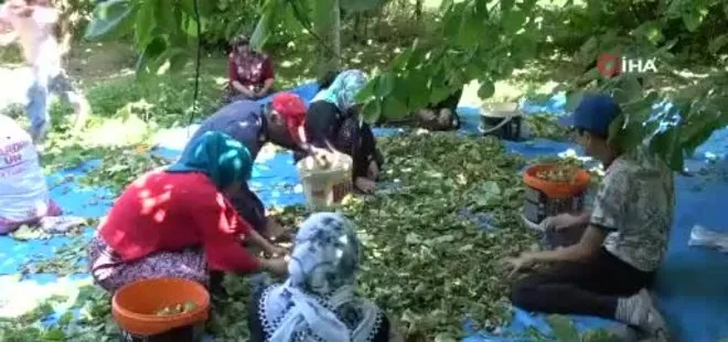 Van Gevaş’ta ‘olmaz’ denilen fındığın hasadına başlandı