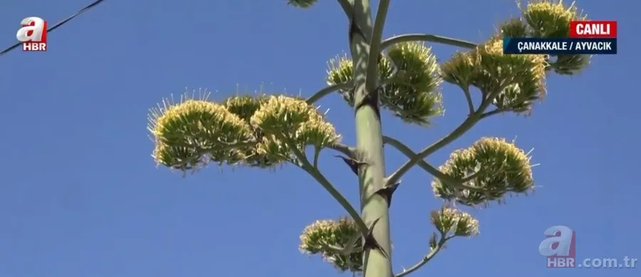 Agave Americana çiçeği Çanakkale Ayvacık'ta bulundu 4