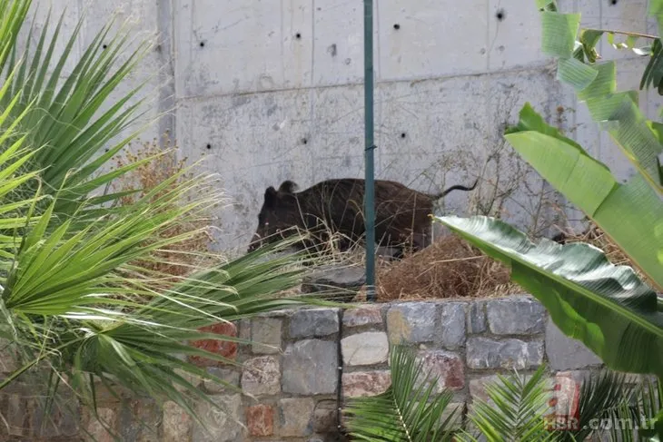 Lüks sitede büyük panik! Ortalığı birbirine kattı